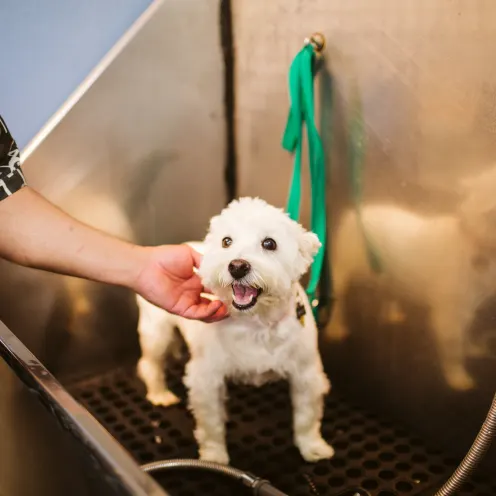 The Pet Spa & Resort Washing Station. White small Terrior Dog getting washed in their washing station.